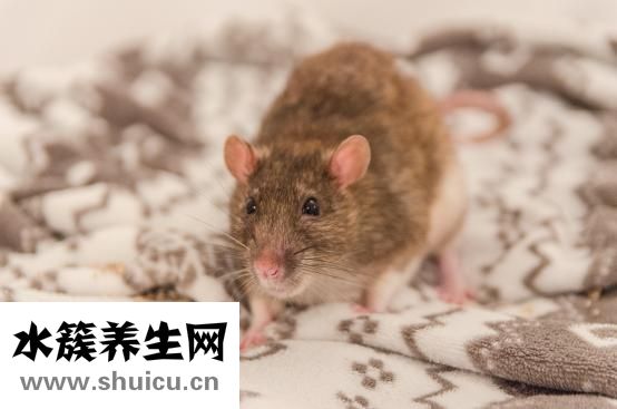 被倉鼠咬到怎么辦