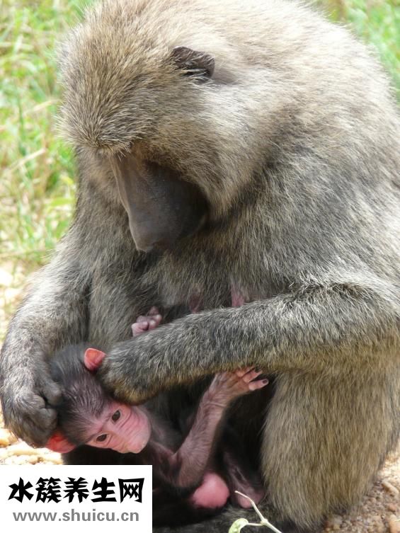 嬰兒有胎黃怎么辦