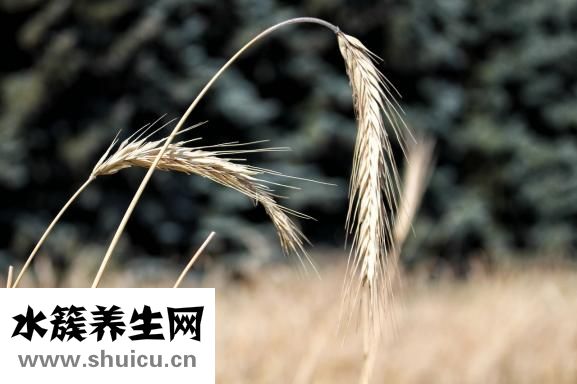 寶寶耳朵有膿怎么辦