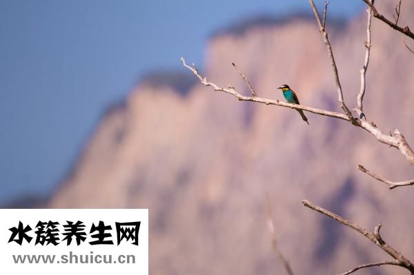 好多蚊子怎么辦