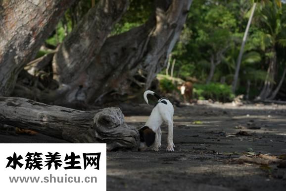 風吹流淚是怎么回事