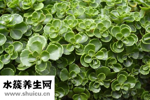 地不容怎么養(yǎng)