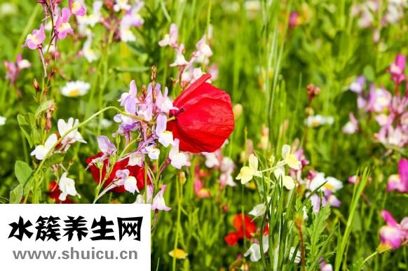 白癜風(fēng)怎么治療問答