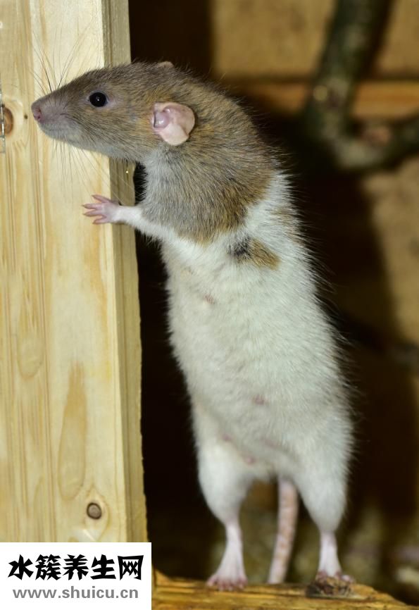 大鼠垂體怎么取