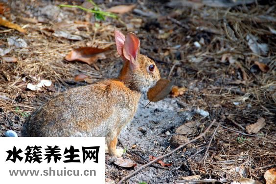 怎么防止狗咬人