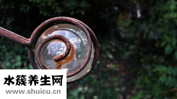 玻璃球花怎么養