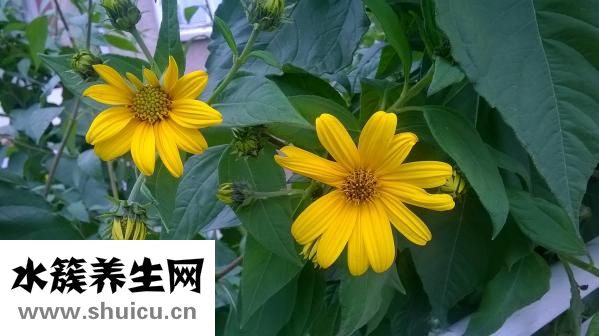 土豆怎么煮比較爛