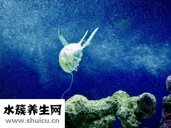 海洋之水怎么用