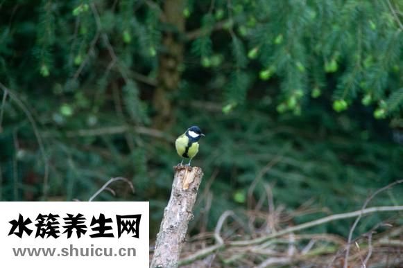 大鼠垂體怎么取