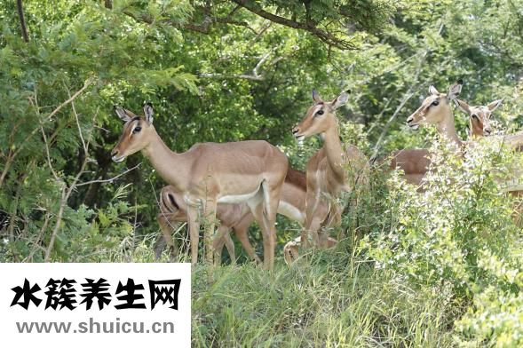 怎么辨別野生甲魚