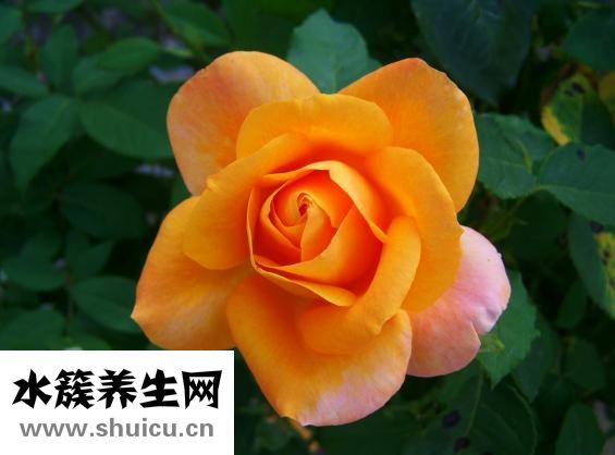 怎么挑選水蜜桃