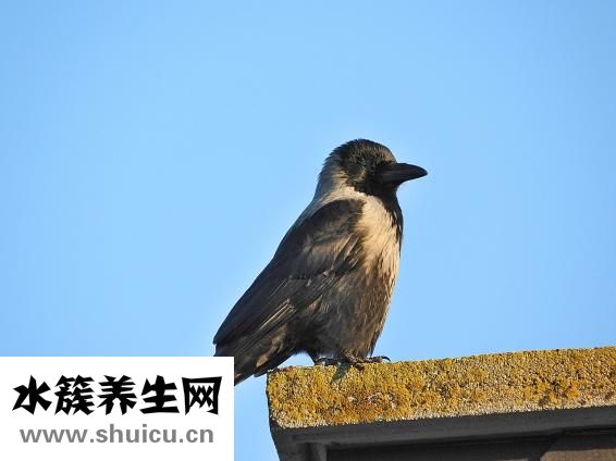 烏鴉怎么打不詳