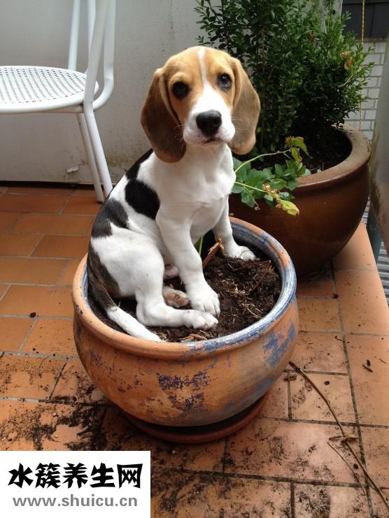 薩摩耶護(hù)食怎么辦