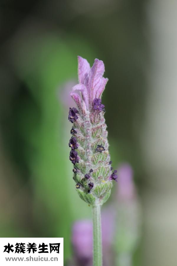 塊狀浴鹽怎么用