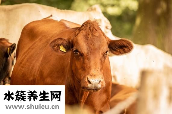 牛犢拉血怎么回事