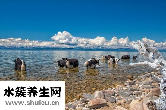 牦牛干巴怎么吃