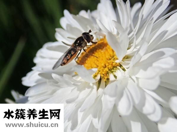 新鮮苦瓜怎么泡水喝