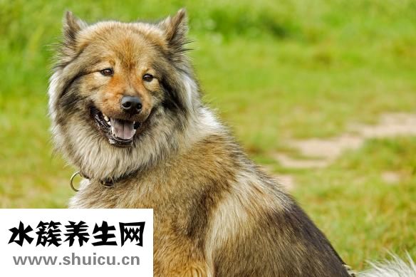 薩摩耶護(hù)食怎么辦