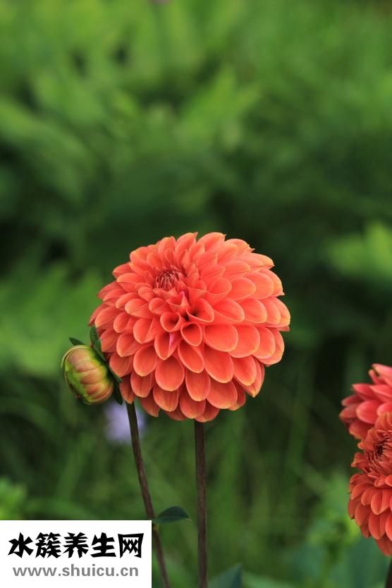 新鮮苦瓜怎么泡水喝