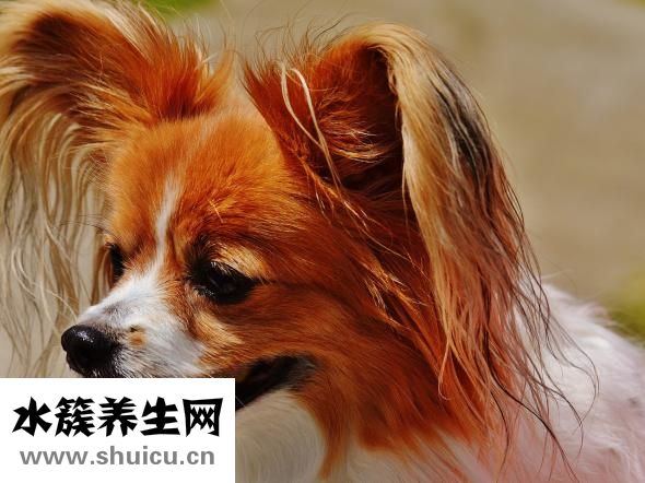 給小狗吃多了怎么辦