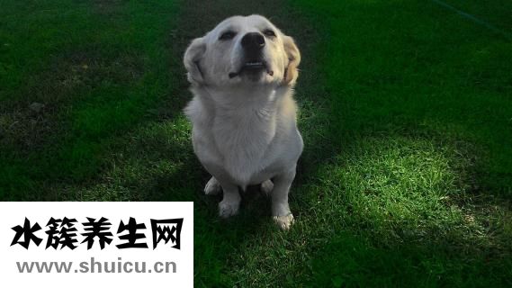 給小狗吃多了怎么辦