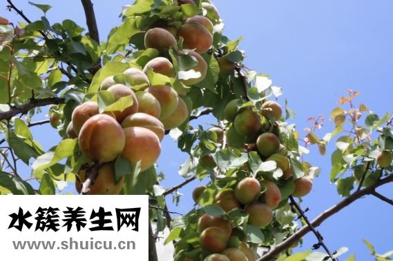 怎么挑選水蜜桃