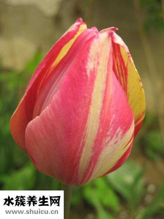 白癜風怎么治療快