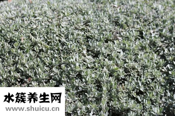 多肉玉珠簾怎么養