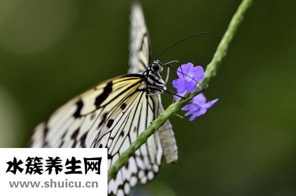 怎么挑選水蜜桃