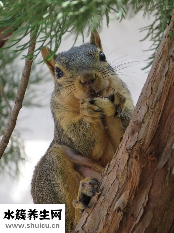 黃鼠狼要怎么殺