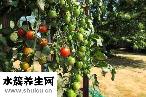 西紅柿怎么吃能防癌