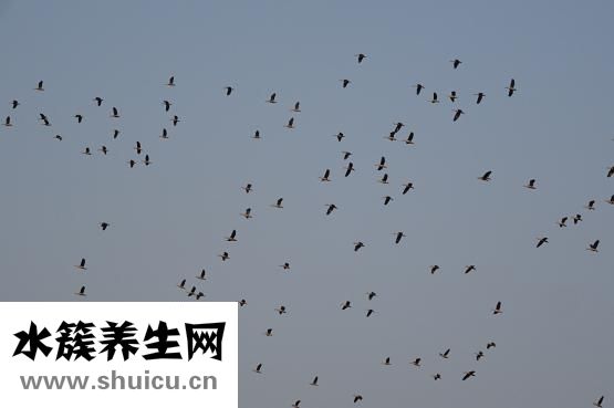 怎么大聲吹口哨