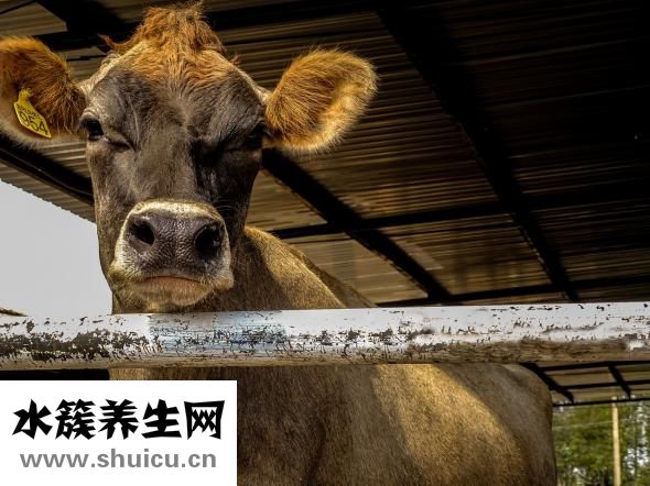 喝了牛奶胃疼怎么辦