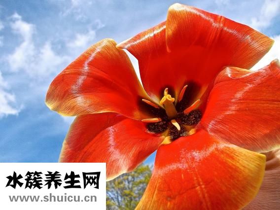 白癜風怎么治療快