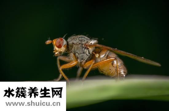 怎么讓螢火蟲發光