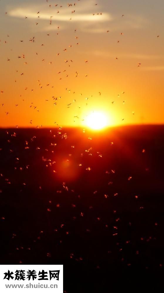 蛆怎么養(yǎng)殖