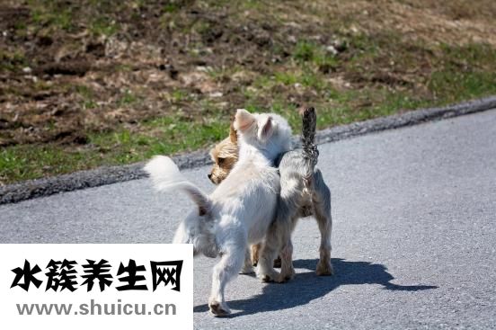 狗流眼淚怎么辦