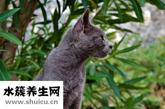 兔子中毒了怎么辦