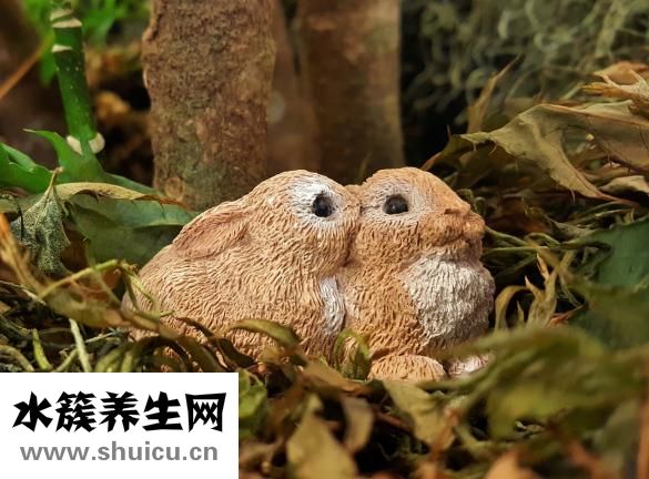 兔子中毒了怎么辦