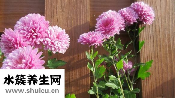 青光眼頭痛怎么辦