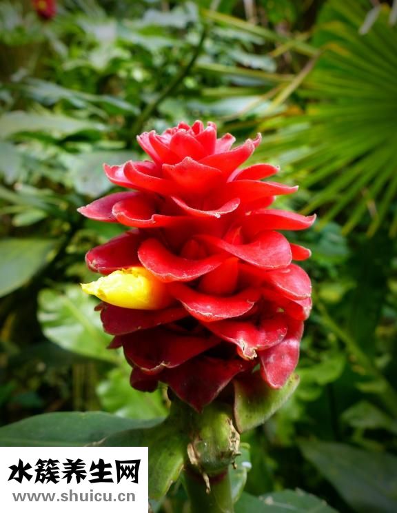 木香順氣丸怎么服用