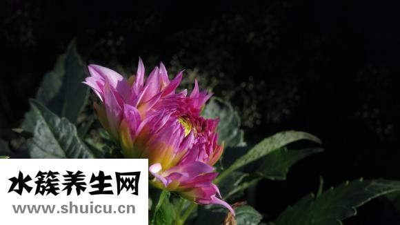 鳳仙花用英文怎么說