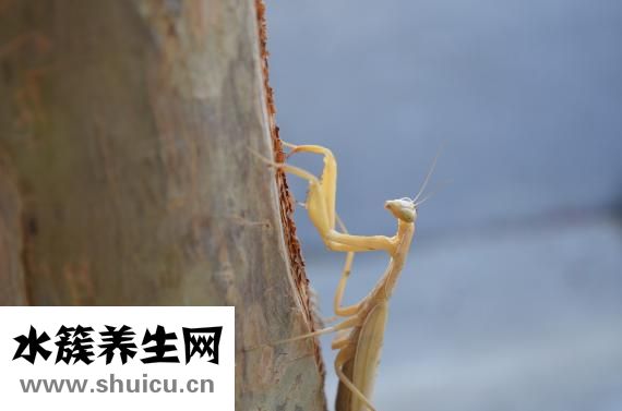 怎么讓螢火蟲發光