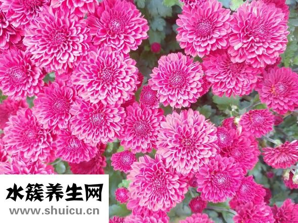 青光眼頭痛怎么辦