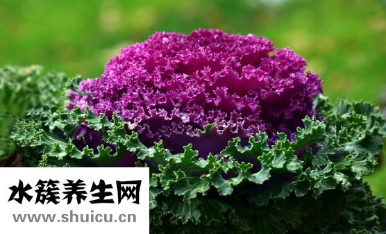 大白菜怎么腌好吃