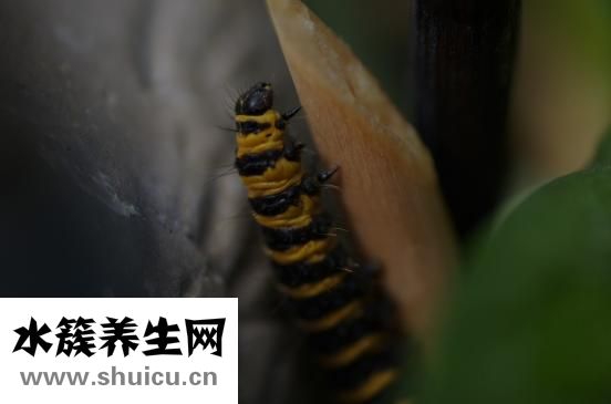 痦子開花怎么回事