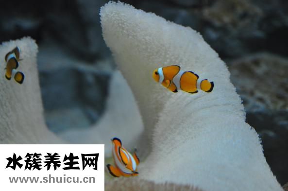 魚缸燈座怎么固定