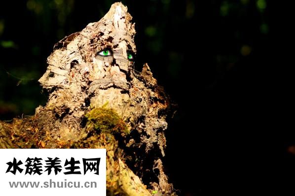 比較用文言文怎么說