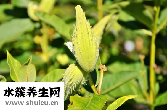 野生老鱉怎么燒