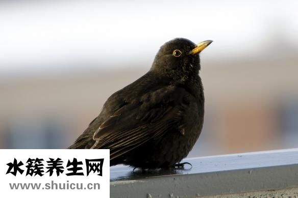 小鵝流鼻涕怎么辦